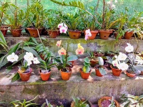 Orchid Park-1